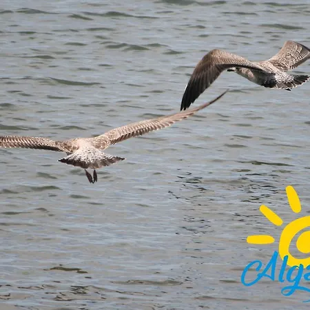 91 By Algartur Tavira