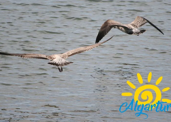 91 By Algartur 타비라